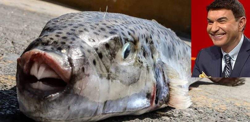 Peştele-iepure s-a înmulțit atât de mult încât acum este numit şi „Borcea de mare”