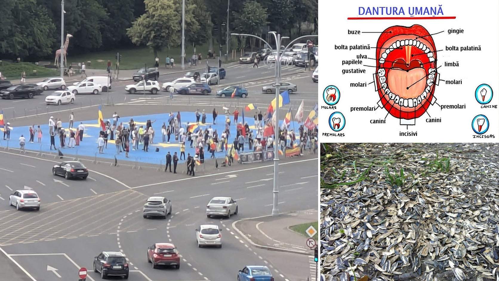 Cine a zis că n-au dinţi? Suveraniştii din Piaţa Victoriei au lăsat în urmă 2 tone de coji de seminţe