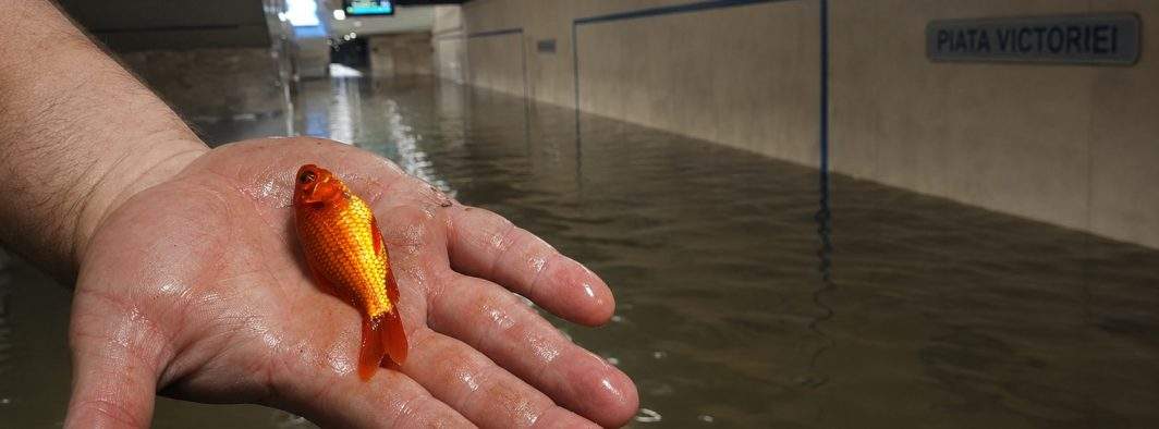 Specie rară de caras de metrou, ameninţată cu dispariţia după golirea staţiei Victoriei 2