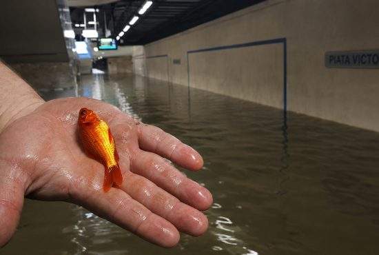 Specie rară de caras de metrou, ameninţată cu dispariţia după golirea staţiei Victoriei 2