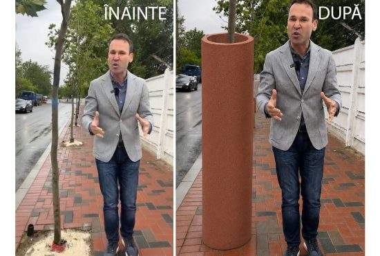 Simplu şi ingenios. Negoiţă îmbracă toţi copacii în beton ca să nu-i mai dărâme vântul