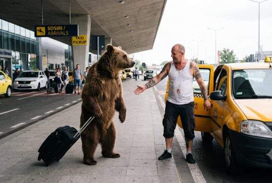 Urşii, tot mai aproape de Bucureşti. Unul deja a luat ţeapă de la un taximetrist la Otopeni