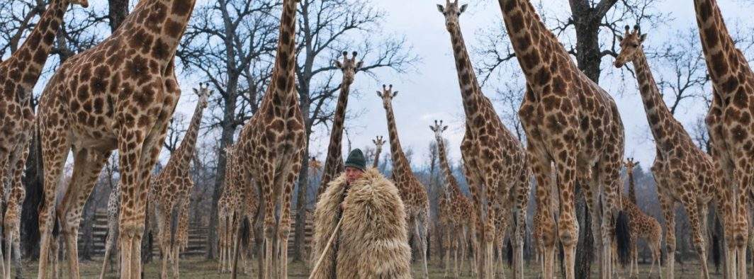 Inspirat de ce-a văzut în Piața Victoriei, un cioban și-a vândut oile și și-a făcut turmă de girafe