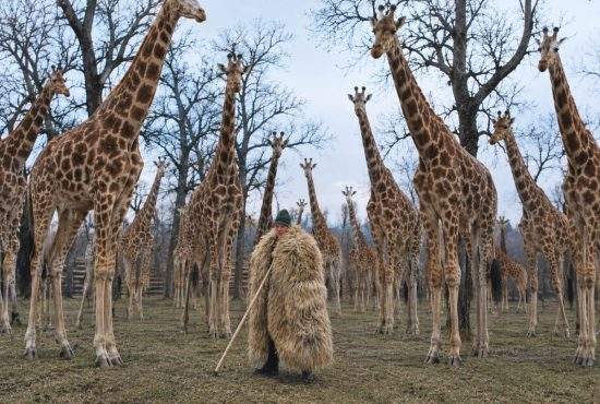 Inspirat de girafa din față la Antipa, un cioban și-a vândut oile și și-a făcut turmă de girafe