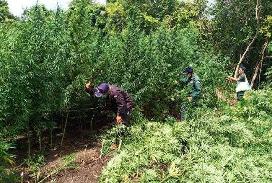 Plantaţie imensă de marijuana la Caracal. Proprietarul o punea în ciorbă, convins că e leuştean