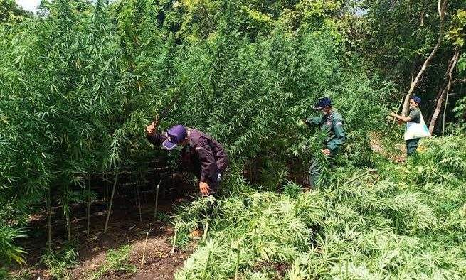 Plantaţie imensă de marijuana la Caracal. Proprietarul o punea în ciorbă, convins că e leuştean