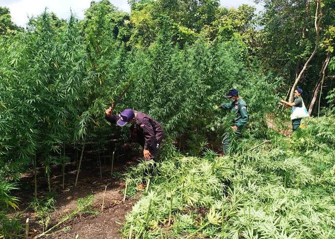 Plantaţie imensă de marijuana la Caracal. Proprietarul o punea în ciorbă, convins că e leuştean